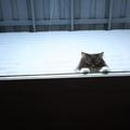 胖貓在屋外拚命敲門喊主人，它是要求鏟屎的出去陪它打雪仗