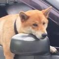 狗狗被主人留在車裡看車，一臉的生無可戀，笑翻眾人！
