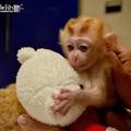 小猴子哭著要找媽媽，給它一個玩具熊抱著才安靜下來 !