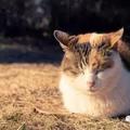 寵知識 | 貓咪為什麼喜歡曬太陽？