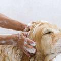 給愛自家愛犬洗澡的方法 愛犬洗完澡怎麼吹乾毛髮
