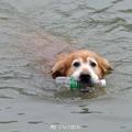 「環保汪」黃金獵犬超愛下水撿寶特瓶！曾經因病遭主人遺棄！