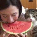 美女吃西瓜太投入，一回神發現貓咪在偷吃當場萌哭