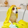 狗狗真的不能用人的沐浴露，給狗狗洗澡的時候這些方面要注意