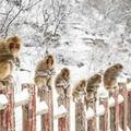下雪了 濟源五龍口景區小雪猴萌翻了遊客