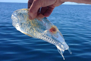 男子海釣時居然釣上來一隻透明得像果凍的生物，牠像魚，像蝦，又像水母….大家紛紛好奇猜測，卻無人知道真相…..