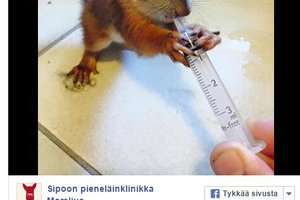一隻神情憔悴的小松鼠竟然獨自來到獸醫院看診…「來，快讓大夫來給你診斷一下！」