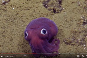 美最新發現大眼紫章魚 激似玩具超可愛 !