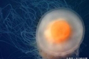 在海里潛水看到一隻碩大的煎蛋，游近之後才明白是啥!