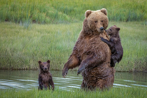 美國熊媽媽背著怕水的熊寶寶過河 畫面暖心