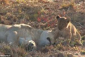她看著小獅子調皮地吵醒媽媽後以為會被痛扁，沒想到母獅下一秒的反應讓大家都暖哭了！