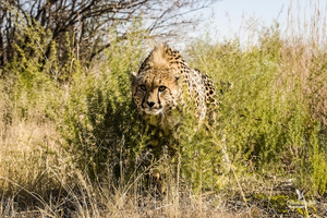 嚇死! 南非獵豹1.5米距離突襲攝影師凶相畢露 !