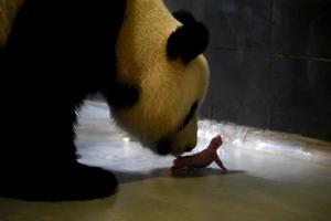 澳門熊貓雙胞胎非官方征名活動「貪貪」「污污」當選