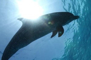 科學家首次錄下海豚語言 一句話含五個詞