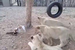 三隻獅子跟小狗搶食物，卻被封為〝史上最丟臉的獅子〞啦！