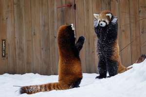 小貓熊「舉手投降」照片萌翻一堆網友！但其實是想要「把你嚇跑」