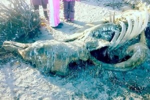 俄海岸驚現腐爛屍骸 市民：史前魚龍？