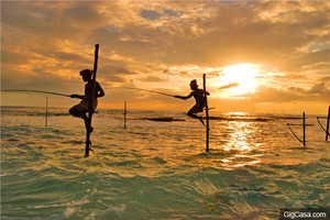 世界一絕—遊歷斯里蘭卡高蹺海釣