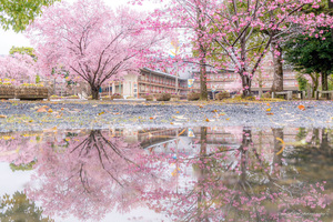 日本奈良雨後櫻花 恍如隔世