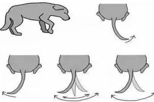 狗狗尾巴的11種形態和擺法，你知道它們在想什麼嗎？快來看看你猜中了多少！  