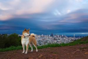 風靡全球的網紅神煩狗 因體型太大被禁養？憨厚可愛的秋田犬不能在城裡出現了嗎？ 