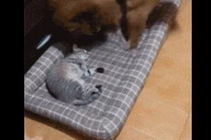 狗狗的床被貓霸占了，想搶回來轉了兩圈又自動退出，膽子真小啊！