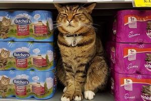 英國超市貓店長因病回喵星去了！粉絲們鑄了一座雕像永遠懷念它！