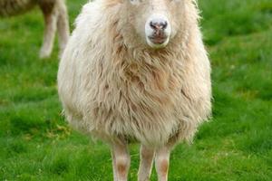 超搞笑綿羊把自己當成一條狗！換了哈士奇，他把自己當羊了！