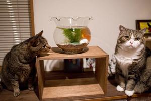 兩隻貓咪看到魚缸的反應，主人：別看了，滿足你的願望