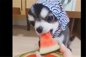 小狗狗戴上頭巾化身村姑，吃西瓜的樣子那叫一個撩人