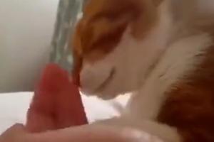 主人趁貓咪舔爪子時換成了自己的手，貓咪發現不對眼神亮了