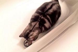 貓咪在浴缸呆了很久，靠近一看才發現在照鏡子，這表情是帥懵了？