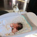 主人未先告知就帶新生兒回家，貓咪驚恐瞪大眼：他是誰？