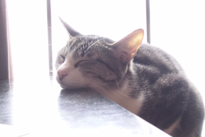 愛貓網：下巴靠在桌子上睡覺的喵喵