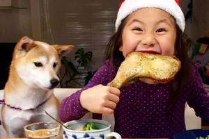 好脾氣的柴犬，即使雞腿大餐被小主人搶食也不生氣