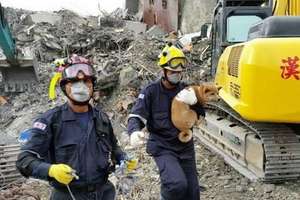 地震第7天維冠大樓內竟然發現一隻活的「小柴犬」，牠被抱出來後還做了一個讓大家都超驚訝的動作…