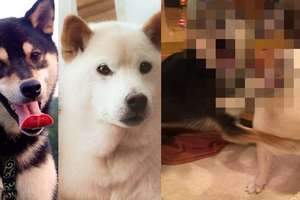 地震時人會驚慌狗會有什麼反應？日本飼主出賣家中柴犬的驚慌照笑瘋全場