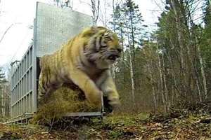 當這隻全世界最稀有、體型最大的老虎回到野外，籠子打開的那一刻…實在太值得興奮了！