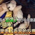 導盲犬累壞了不小心在捷運上「打瞌睡」！結果車上乘客的反應.. 