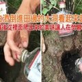 他把白酒倒進田邊的大洞看起來超浪費，但幾分鐘後從裡面爬出來的美味讓人在熒幕前尖叫！