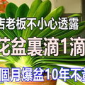 花店老闆不小心透露，花 盆 裡 滴 1 滴 油，等 1 個 月 爆 盆 10 年 不 黃 葉