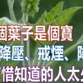 這個葉子是個寶，降壓、戒煙、打結石，可惜知道的人太少！ 