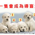 【拉不拉多準測】哪一隻會成為導盲犬？你會嫁給怎樣的人?