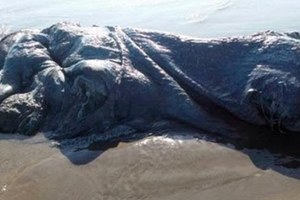 深海異形？墨西哥海灘驚現巨型“海怪” 面目全非真實身分成謎