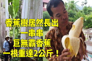  罕見的香蕉品種！香蕉樹居然長出一串串巨無霸香蕉，一根重達2公斤，全家人都怕吃不完！