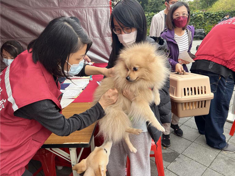 飼主必須每年為家中的犬貓施打狂犬病疫苗。（動保處提供）