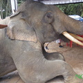 飼養員車禍離世　養10多年大象衝進靈堂「下跪痛哭」