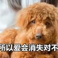 狗狗「養久了」，最好別送人，原因很真實