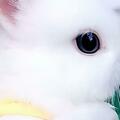 人們最喜歡的寵物之一……兔子