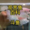 觀賞魚百科之鬥魚